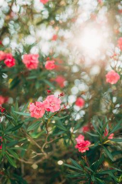 Çiçekli zakkum ağaçları Karadağ, Adriyatik Denizi ve