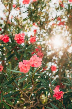 Çiçekli zakkum ağaçları Karadağ, Adriyatik Denizi ve