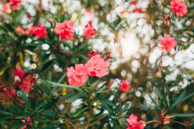 Çiçekli zakkum ağaçları Karadağ, Adriyatik Denizi ve