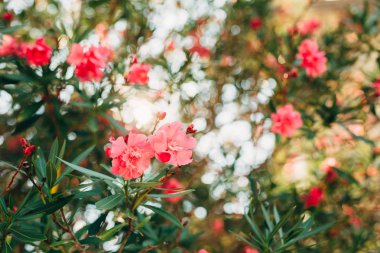 Çiçekli zakkum ağaçları Karadağ, Adriyatik Denizi ve