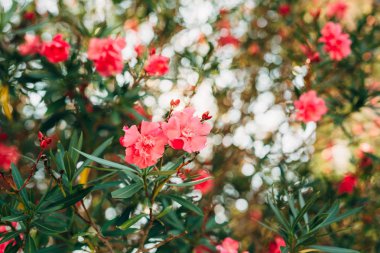 Çiçekli zakkum ağaçları Karadağ, Adriyatik Denizi ve