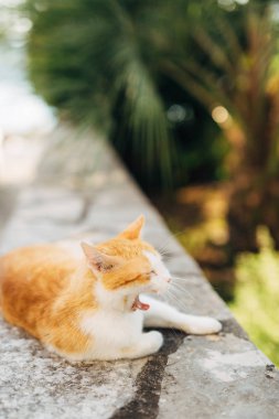 Dubrovnik'in tarihi şehir Budva, Kotor, Kedilerde. Hırvatistan ve Pzt