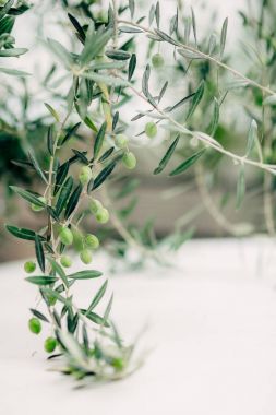 Meyve ile zeytin dalı. Zeytin bahçeleri ve bahçeleri Karadağ