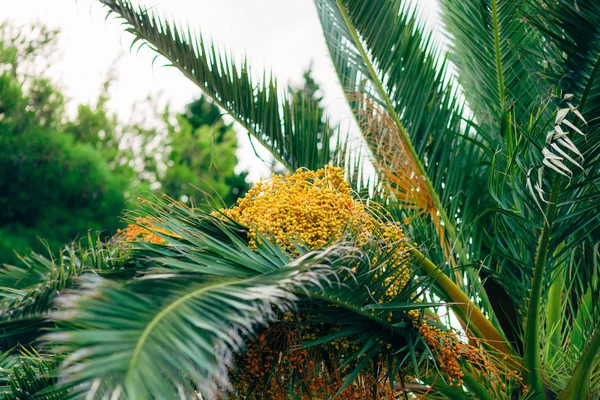 Date palm in Montenegro. Fruit on the palm tree.