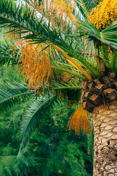 Date palm in Montenegro. Fruit on the palm tree.