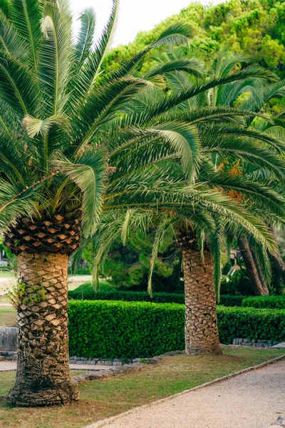 Palma. albero della data in Montenegro . — Foto Stock