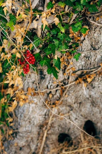 Primer plano del tronco de un árbol de aceitunas. Olivos y acelgas — Foto de Stock