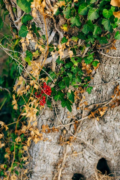 Primer plano del tronco de un árbol de aceitunas. Olivos y acelgas — Foto de Stock