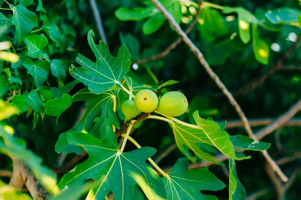 Figos maduros, fruta verde. Figo árvores — Fotografia de Stock