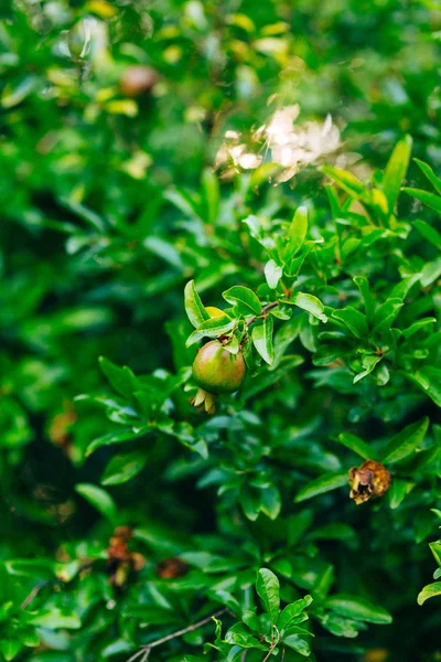 I frutti di melograno di medie dimensioni sull'albero verde a Monteneg — Foto Stock