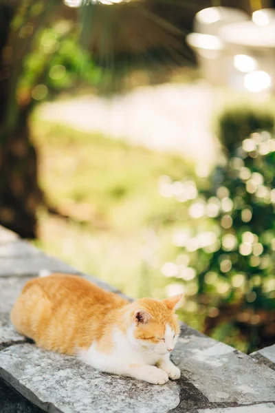 오래 된 타운의 바, 코토르, 두브로브니크의 고양이. 크로아티아, 월 — 스톡 사진