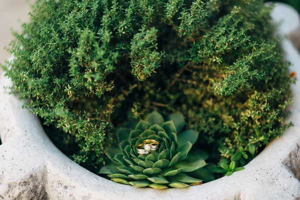 Anneaux de mariage sur un cactus dans un pot — Photo