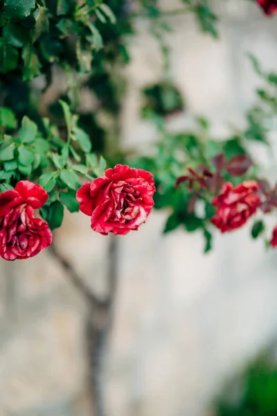 Roses on the street. Pink and red roses grow on the streets of M — Stock Photo, Image