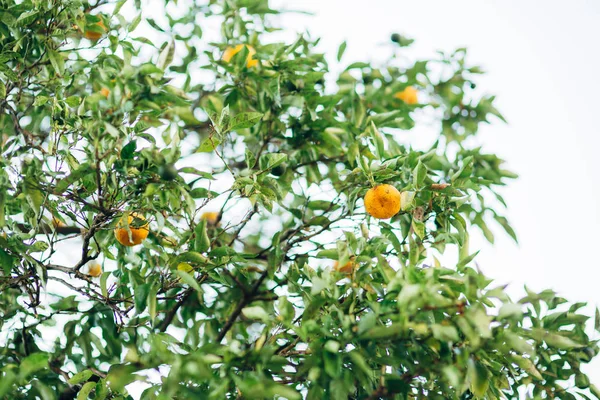 Orange in tree — Stock Photo, Image