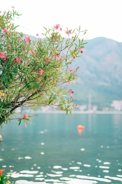Blommande oleander träd i Montenegro, Adriatiska havet och den — Stockfoto