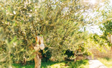 Bir zeytin ağacı dalı gelin bekle Ayakkabı