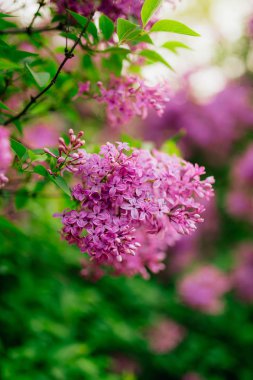 Bir ağaç üzerinde mor eflatun çiçekli Şubesi