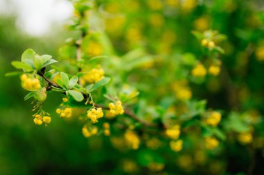 Çiçek ve bitki Karadağ