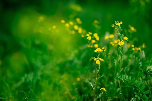 Pole camomiles w Czarnogóra — Zdjęcie stockowe