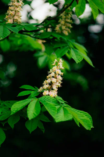 Flores de castaño florecientes en la rama —  Fotos de Stock