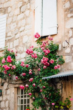 Gülleri eski şehir duvardaki sarmaşık pembe