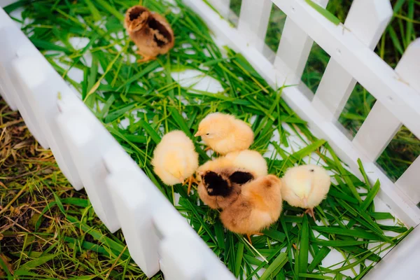 Маленькие желтые цыплята в белом деревянном загоне — стоковое фото