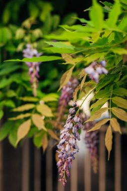 Güzellik büyük wisteria kafes içinde köklü