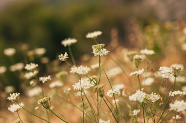 Karadağ'daki camomiles alan