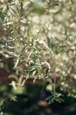 Dalları ve yaprakları bir zeytin ağacının bir zeytin Grove