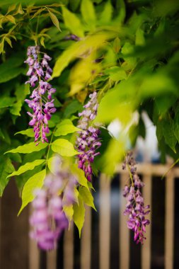 Güzellik büyük wisteria kafes içinde köklü