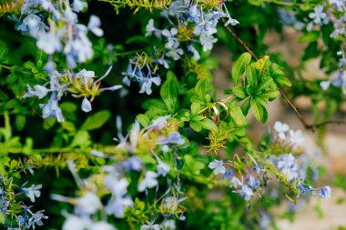 Çiçeklerdeki alyanslar
