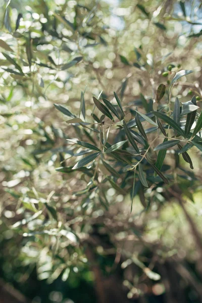 지점과 올리브 과수원에서 올리브 나무의 잎 — 스톡 사진