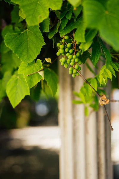 Ramo de uvas cerca de la columna —  Fotos de Stock