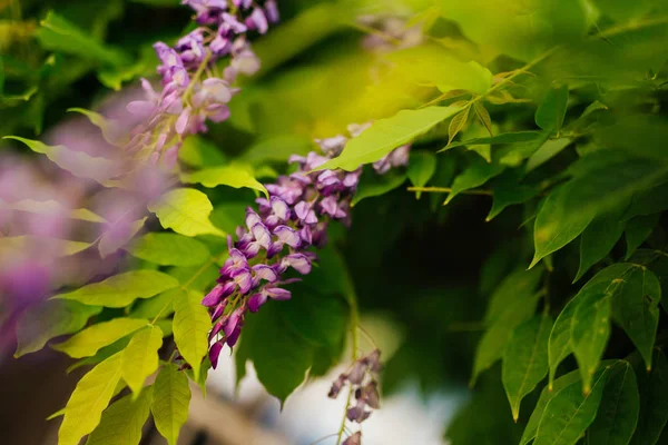Güzellik büyük wisteria kafes içinde köklü