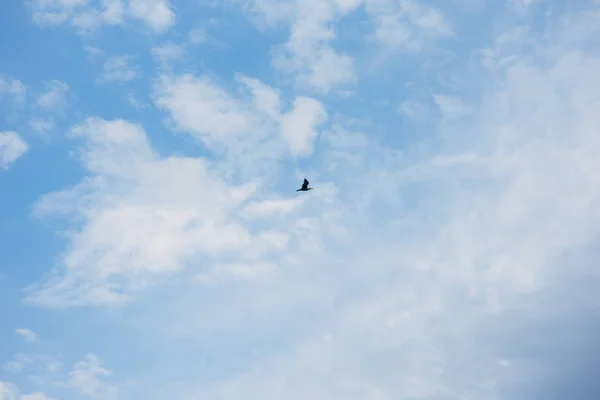 Фото чайки в небе с облаками — стоковое фото