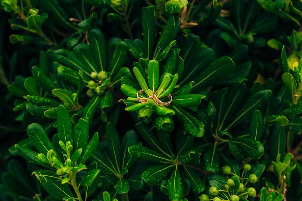 Anéis de casamento em flores — Fotografia de Stock