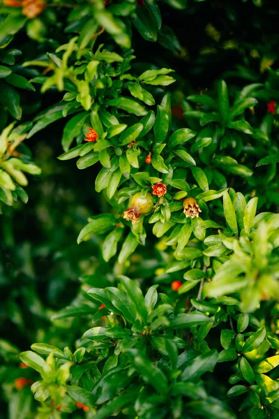 Frutta di melograno su un albero in Montenegro — Foto Stock