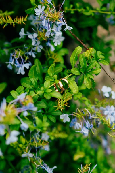 Anéis de casamento em flores — Fotografia de Stock