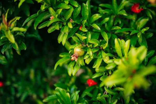 Vruchten van granaatappel op een boom in Montenegro — Stockfoto