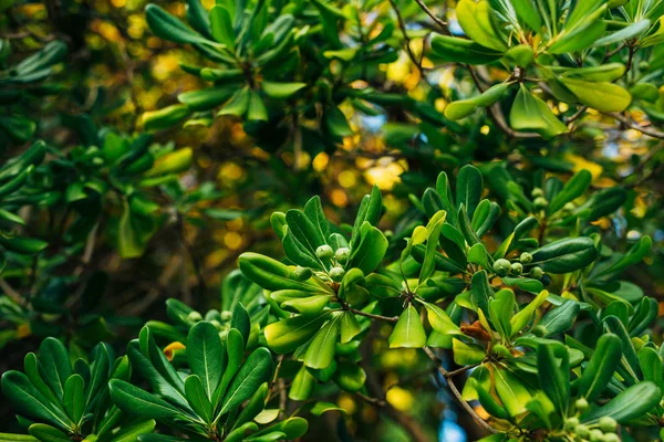 Flores y plantas en Montenegro — Foto de Stock