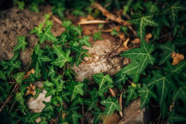 Alyans Ivy üzerinde