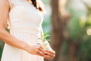 Zeytin dalı ihale kadın elinde