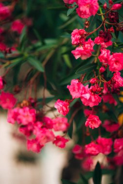 pembe bougainville tropikal çiçek demet