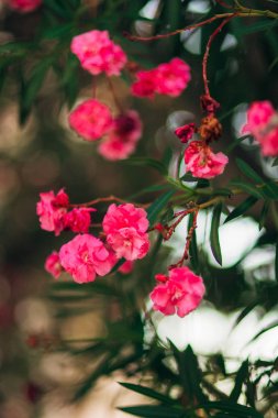 pembe bougainville tropikal çiçek demet