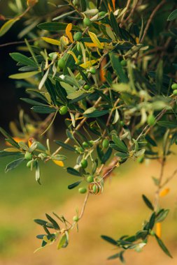 Alyans zeytin ağacı içinde bir iş parçacığı üzerinde