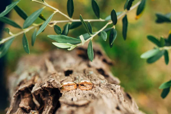 Обручки на нитці в оливковому дереві — стокове фото