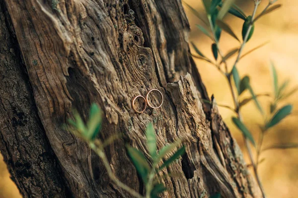 Los anillos de boda en el hilo en el olivo — Foto de Stock