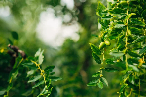 Flores e plantas em Montenegro — Fotografia de Stock