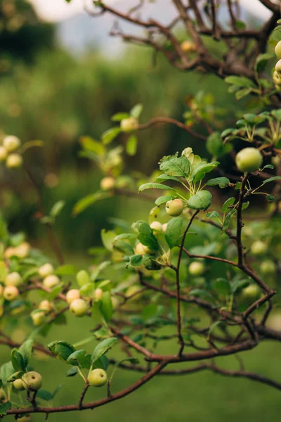 Manzanas verdes en una rama lista para ser cosechada —  Fotos de Stock