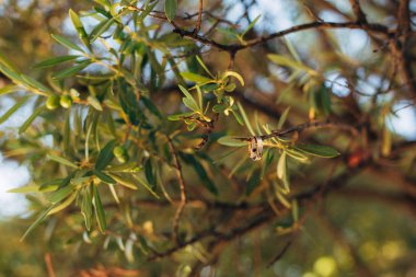 Alyans zeytin ağacı içinde bir iş parçacığı üzerinde